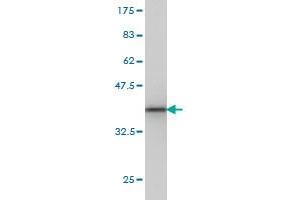 Western Blot detection against Immunogen (35. (Protocadherin 8 antibody  (AA 32-120))