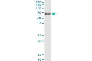 TGFBI MaxPab rabbit polyclonal antibody. (TGFBI antibody  (AA 1-683))