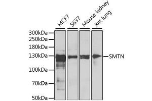Western blot analysis of extracts of various cell lines, using SMTN antibody. (Smoothelin antibody)