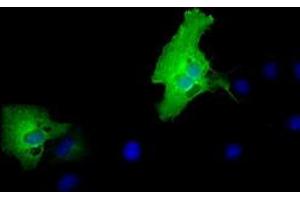 Immunofluorescence (IF) image for anti-Membrane Protein, Palmitoylated 3 (MAGUK P55 Subfamily Member 3) (MPP3) antibody (ABIN1499547) (MPP3 antibody)