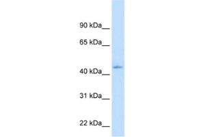 Western Blotting (WB) image for anti-Nuclear Receptor Subfamily 1, Group I, Member 3 (NR1I3) antibody (ABIN2462868) (NR1I3 antibody)