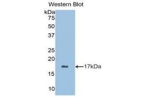 Detection of recombinant BDNF using Polyclonal Antibody to Brain Derived Neurotrophic Factor (BDNF) (BDNF antibody  (AA 128-243))
