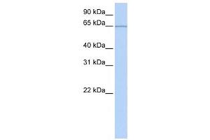 Western Blotting (WB) image for anti-Pumilio RNA Binding Family Member 3 (PUM3) antibody (ABIN2458487) (KIAA0020 antibody)