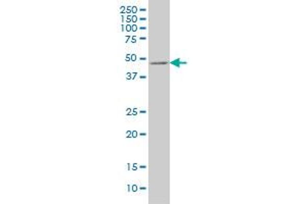 E2F3 antibody  (AA 336-425)