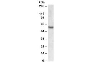 Western blot testing of human colon lysate with RORC antibody at 0. (RORC antibody)