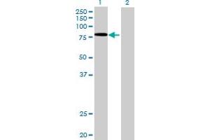 Western Blot analysis of EXT2 expression in transfected 293T cell line by EXT2 MaxPab polyclonal antibody. (EXT2 antibody  (AA 1-718))