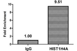 Chromatin Immunoprecipitation Hela (4*10 6 ) were treated with Micrococcal Nuclease, sonicated, and immunoprecipitated with 8 μg anti-HIST1H4A (ABIN7139186) or a control normal rabbit IgG. (HIST1H4A antibody  (acLys5))