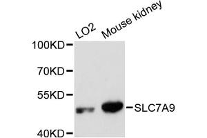 Western blot analysis of extracts of various cell lines, using SLC7A9 antibody (ABIN6292284) at 1:3000 dilution. (SLC7A9 antibody)