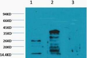 Western blot analysis of 1) Hela, 2) Rat Testis tissue, 3) Raw264. (Mono-Methyl-Histone H3(K79) (H3K79me) antibody)