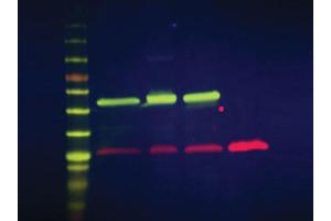 Simultaneous detection of α-tubulin and GFP on a single blot using -labeled secondary antibody conjugates. (DyLight™ Multiplex 549/800 Duo Western Blot Kit)