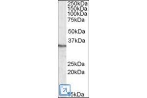 Antibody (0. (PPP4C antibody  (C-Term))