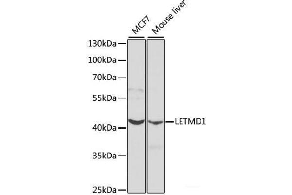 LETMD1 antibody