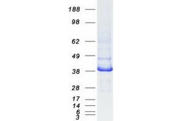 IDH3A Protein (Myc-DYKDDDDK Tag)