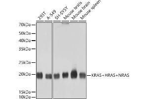 Western blot analysis of extracts of various cell lines, using KRAS+HRAS+NRAS Rabbit mAb (ABIN7267531) at 1:1000 dilution. (GTPase NRas antibody)