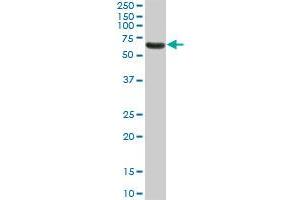 NR1D1 monoclonal antibody (M17), clone 3G5. (NR1D1 antibody  (AA 233-322))