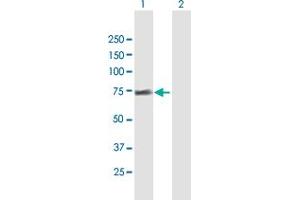 Western Blot analysis of FRS2 expression in transfected 293T cell line by FRS2 MaxPab polyclonal antibody. (FRS2 antibody  (AA 1-512))