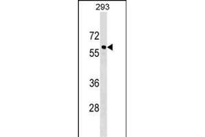 CACNB3 Antibody (C-term) (ABIN1537289 and ABIN2849099) western blot analysis in 293 cell line lysates (35 μg/lane). (CACNB3 antibody  (C-Term))