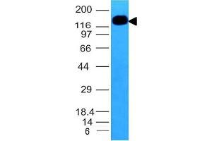 Western Blot Analysis of HL-60 cell lysate using CD50 Monoclonal Antibody (ICAM3/1019) (ICAM-3/CD50 antibody)