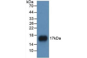 Detection of Recombinant APOA1, Human using Monoclonal Antibody to Apolipoprotein A1 (APOA1) (APOA1 antibody  (AA 122-267))