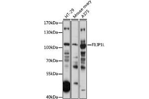 Western blot analysis of extracts of various cell lines, using FILIP1L antibody (ABIN7267205) at 1:1000 dilution. (FIL1L antibody  (AA 1-200))