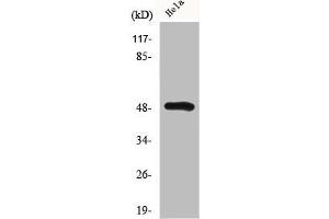 Western Blot analysis of K562 cells using hnRNP H Polyclonal Antibody (HNRNPH1/HNRNPH2 (Internal Region) antibody)