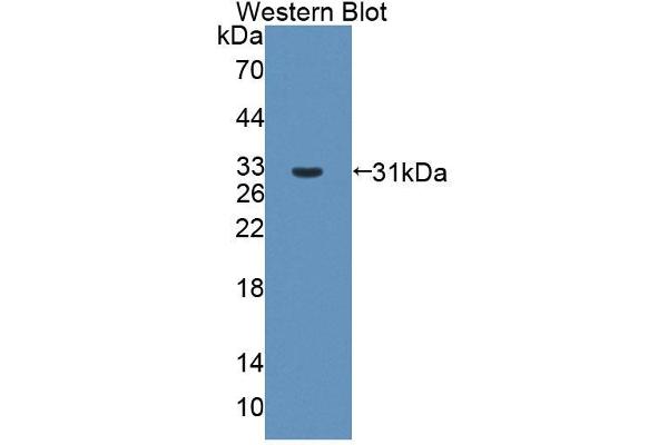 ABCB6 antibody  (AA 590-842)