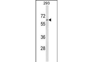 Western blot analysis of DOLK Antibody in 293 cell line lysates (35ug/lane) (Dolichol Kinase antibody  (AA 312-339))