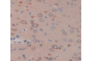 IHC-P analysis of brain tissue, with DAB staining. (GLRa2 antibody  (AA 28-253))