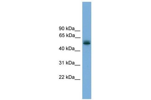 CCDC76 antibody  (N-Term)