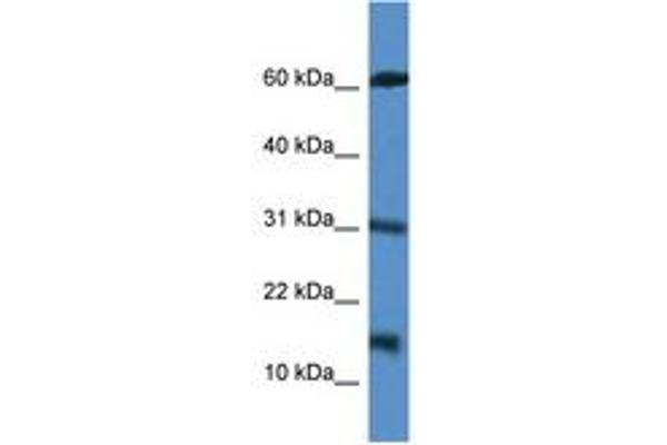 CARD17 antibody  (AA 51-100)