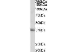 ABIN940549 (0. (CD7 antibody  (AA 132-146))