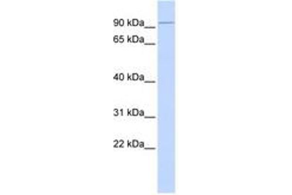 KIFC2 antibody  (AA 180-229)