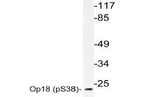 Western blot (WB) analyzes of p-Op18 antibody in extracts from HeLa nocodazole cells. (Stathmin 1 antibody  (pSer38))