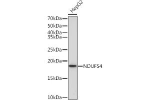 Western blot analysis of extracts of HepG2 cells, using NDUFS4 Rabbit mAb (ABIN7268821) at 1:1000 dilution. (NDUFS4 antibody)