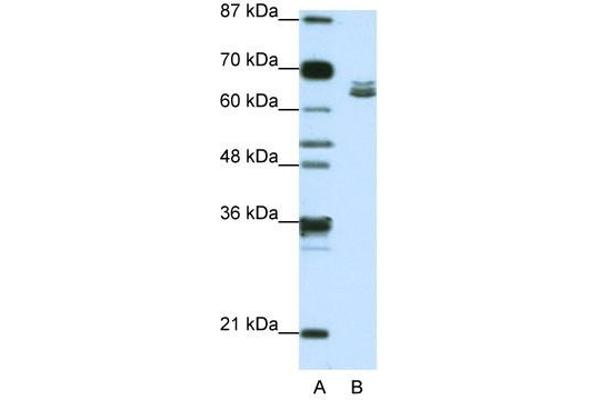 ZFP57 antibody  (N-Term)