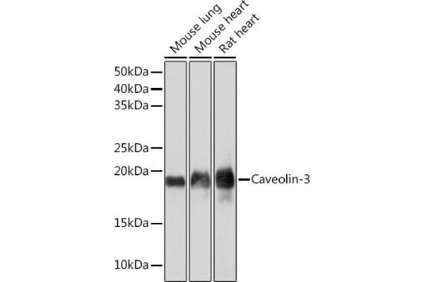 Caveolin 3 antibody