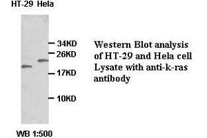 Image no. 1 for anti-GTPase Kras (KRAS) (Internal Region) antibody (ABIN791081) (K-RAS antibody  (Internal Region))