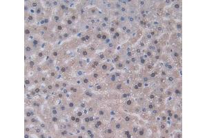 IHC-P analysis of liver tissue, with DAB staining. (IL-22 antibody  (AA 34-179))