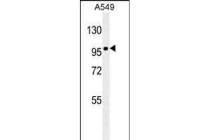 ZEB1 Antibody (Ascites) ABIN659081 western blot analysis in A549 cell line lysates (35 μg/lane). (ZEB1 antibody  (AA 69-97))