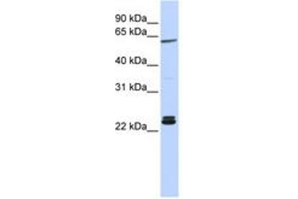 Histone H1 antibody  (AA 36-85)