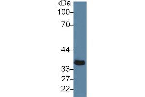 Western Blot; Sample: Mouse Skeletal muscle lysate; Primary Ab: 5µg/ml Rabbit Anti-Mouse KLb Antibody Second Ab: 0. (Klotho beta antibody  (AA 846-965))