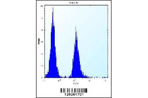 Flow cytometric analysis of Neuro-2a cells (right histogram) compared to a negative control cell (left histogram). (Vasohibin 2 antibody  (C-Term))