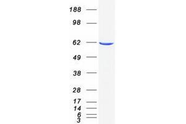 Neural Wiskott-Aldrich syndrome protein (WASL) protein (Myc-DYKDDDDK Tag)