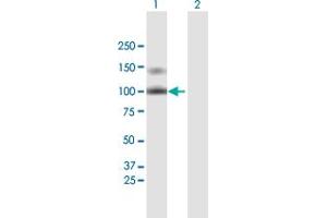 Western Blot analysis of LDLR expression in transfected 293T cell line by LDLR MaxPab polyclonal antibody. (LDLR antibody  (AA 1-860))