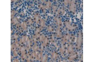 IHC-P analysis of Mouse Tissue, with DAB staining. (PRKDC antibody  (AA 3899-4128))