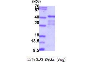 SDS-PAGE (SDS) image for ELAV (Embryonic Lethal, Abnormal Vision, Drosophila)-Like 2 (Hu Antigen B) (ELAVL2) (AA 1-346) protein (His tag) (ABIN5854026) (ELAVL2 Protein (AA 1-346) (His tag))