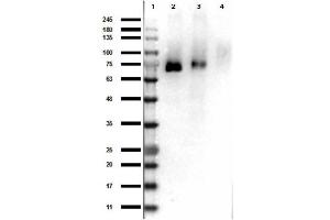 Western Blot Results of Rabbit Anti-RONpY1353 Antibody. (MST1R antibody  (Internal Region, pTyr1353))