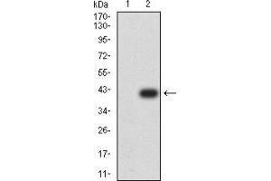Western blot analysis using TFAP2A mAb against HEK293 (1) and TFAP2A (AA: 105-211)-hIgGFc transfected HEK293 (2) cell lysate. (TFAP2A antibody  (AA 105-211))