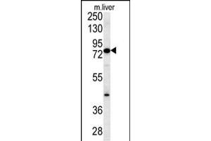 MCCC1 Antibody (Center) (ABIN651863 and ABIN2840428) western blot analysis in mouse liver tissue lysates (15 μg/lane). (MCCC1 antibody  (AA 397-425))