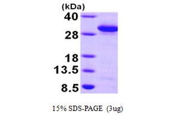 RAB27A Protein (AA 1-221) (His tag)